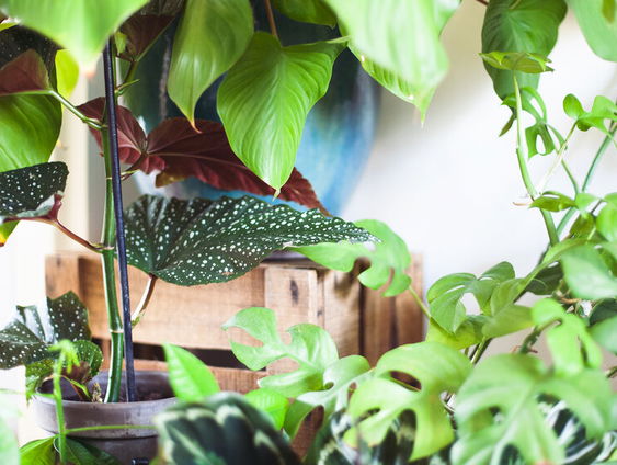 Tweedehands kamerplanten populair? Mirthe Stoop van het Plantenasiel Castricum weet er alles van!