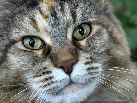 Katten verplicht chippen