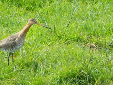 Nationaal symbool, de grutto!
