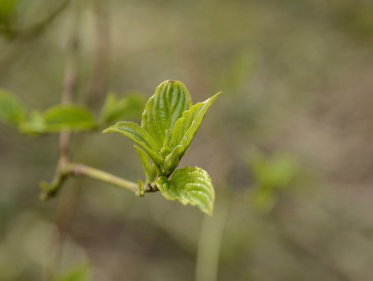 Martine Dubois: De eerste knoppen zijn aan het uitlopen'