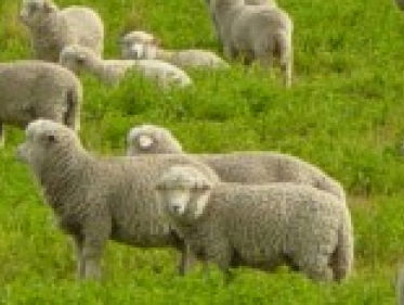 Honderd schapen gestolen in Groningen. Hoe dan?