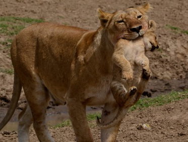 De eerste wildsafari van Martine Dubois was in Kenia