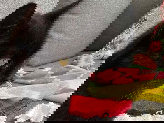 Kleptokat Lotje jaagt op titel Dier van het Jaar