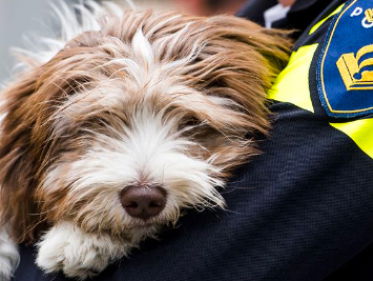 Dierproeven dodelijker, meer honden en katten ingezet
