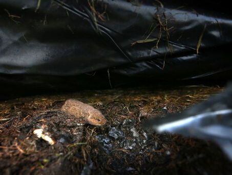 Mysterieuze sterfte van muizen in Friesland