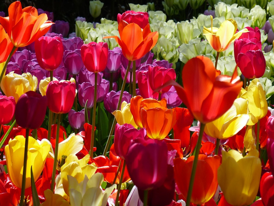 Keukenhof plant 7 miljoen bloembollen
