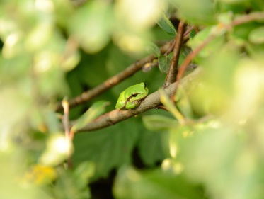 Martine Dubois op zoek naar boomkikkertjes