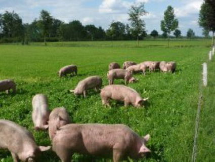 Ganzeneieren etende varkens