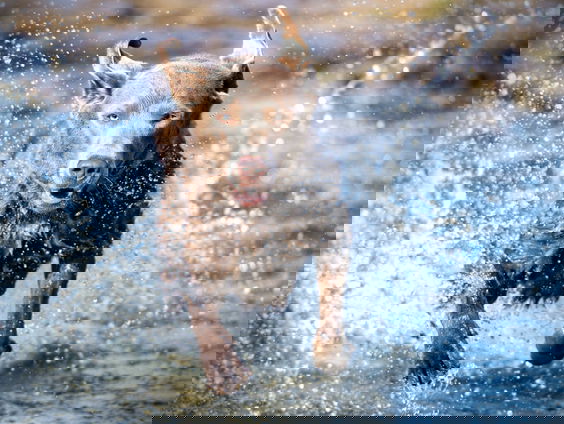 HZD: Waarom stinkt natte hond zo?