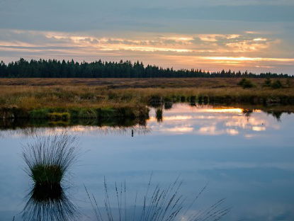 Warmte en droogte nekt de zonnebaars in het Mastbos, maar dat is helemaal niet erg