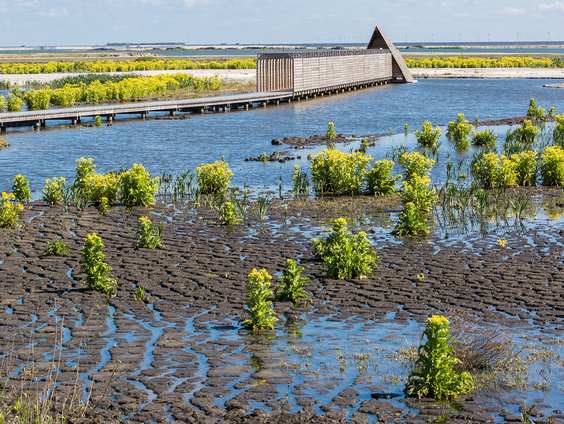 Podcast BinnensteBuiten: waan je even op de Marker Wadden