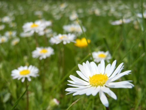 Tjitske Volkerink sluit de woensdagavond af