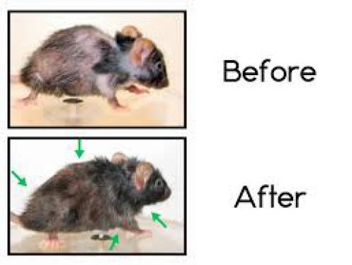 Verjongingsmiddel Proxofim blijkt gevaar