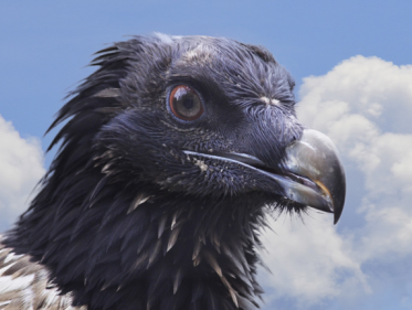 Zeldzame lammergier boven Nederland
