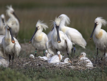 De zuidkust van Schouwen-Duivenland is een 'hotel en wegrestaurant' voor vogels.