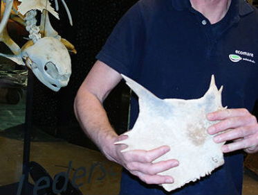 Een bijzondere en eeuwenoude vondst op Texel