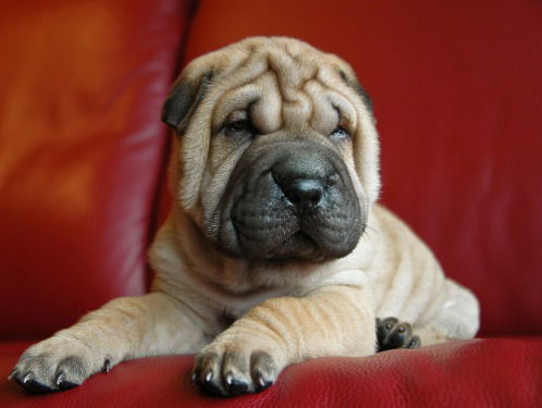 Waardoor krijgen we rimpels?