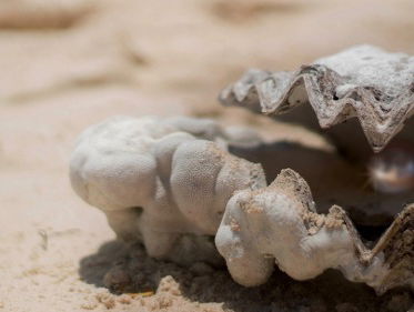 Een oester uit het Hollands Nauw