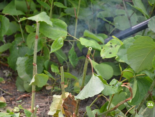 Pas op voor de Japanse woekeraar