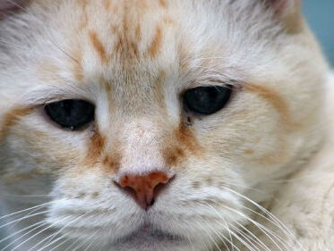 Opvang voor katten in laatste levensfase
