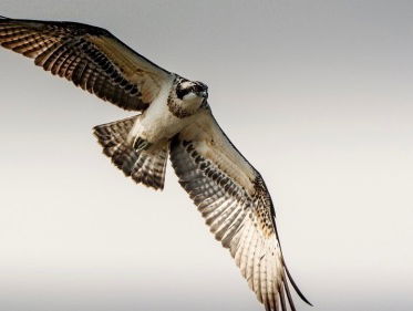 Een arend bidt zes meter hoog