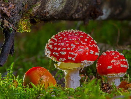 Hocus Pocus Paddenstoel