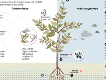 Planten aan de stroom