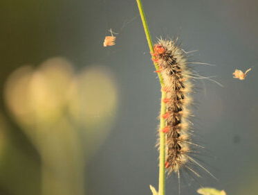De natuur in: rupsen