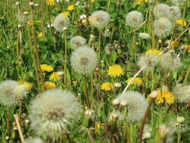 Hooikoortsseizoen is weer begonnen