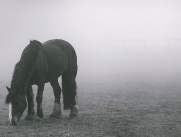 'De rol van paarden in Kampen'