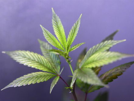 Politie verwijdert wietplanten uit de tuin van Jan