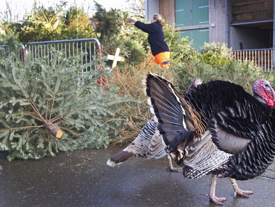 De kerstkalkoenen worden te dik!