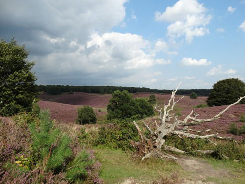 Woord van de Dag: Adderengebroed