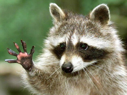 Pas op voor de wasbeer in 1980