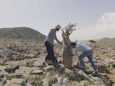 Kefah Allush over serie Oases in de Orient