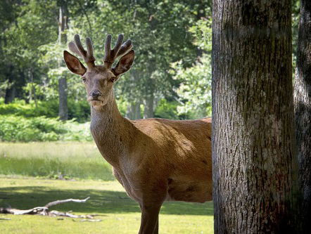 Hertenvlees uit Oostvaardersplassen vliegt de deur uit