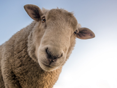 Psalm 23 populairste bijbeltekst