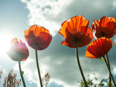 De natuur loopt enorm voor. Is dat erg?