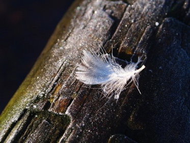 Op de vierkante meter in het bos spelen zich net zoveel levensverhalen af als bij ons in een hele stad