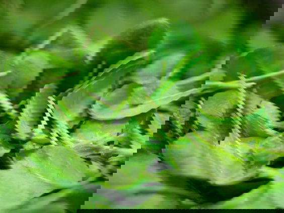 HZD: Word je sterk van spinazie?