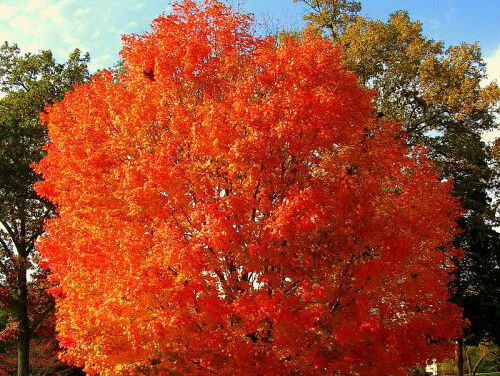 Een nieuwe beweging; Code Oranje. Wat wil oprichter Bert Blase?