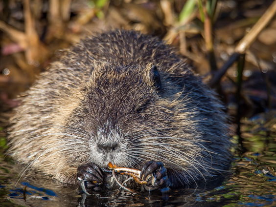 Muskusrat krijgt klappen