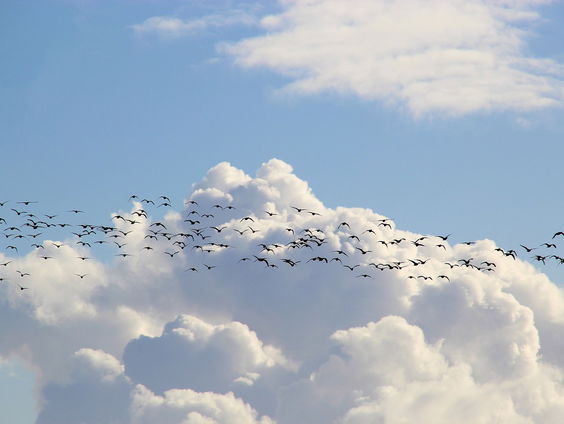 'Brandganzen slapen met tienduizenden op aangroeiend ijs'
