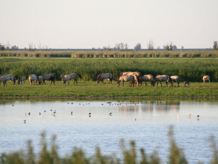 Rapport Oostvaardersplassen