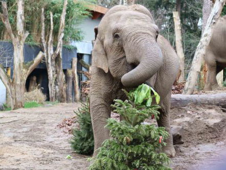 Dieren in Dierenpark Amersfoort krijgen een kerstboom