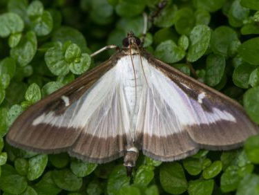 De buxusmot, een exotische plaag
