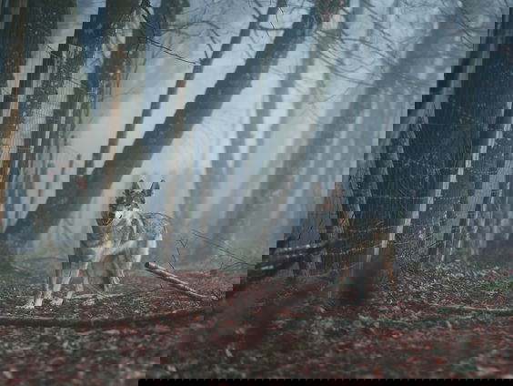 Op zoek naar wolven met boswachter Frank Theunissen