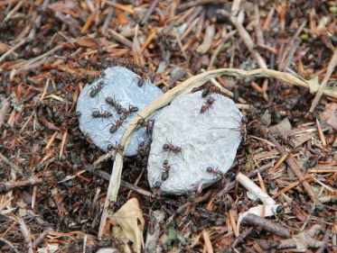 Er is een spreekwoord dat zegt: ‘zo arm als de mieren’