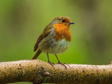Roodborstjes worden steeds agressiever
