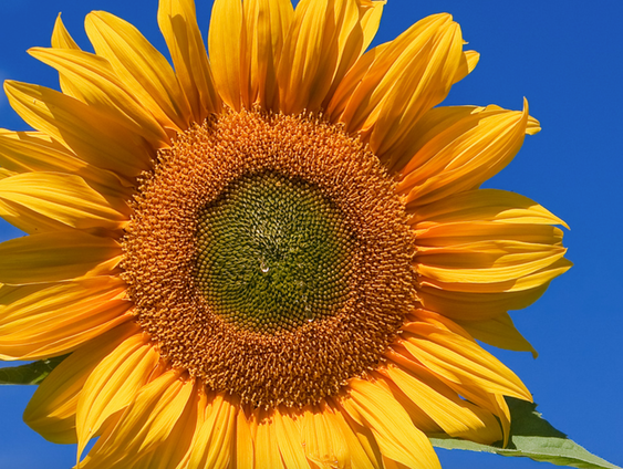 Pastoor Dresme legt zonnebloemen bij MH17 monument